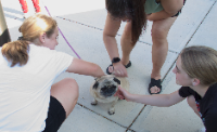 Terrific turnout for annual RTS Dog Walk Adoption Benefit 
