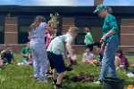 planting a tree