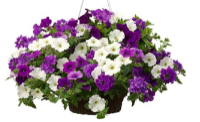 Class of 2027 Hanging Basket Sale