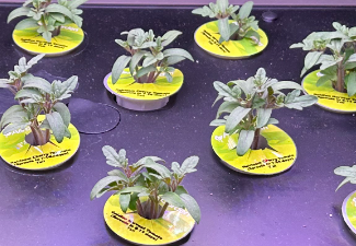 hydroponics plants