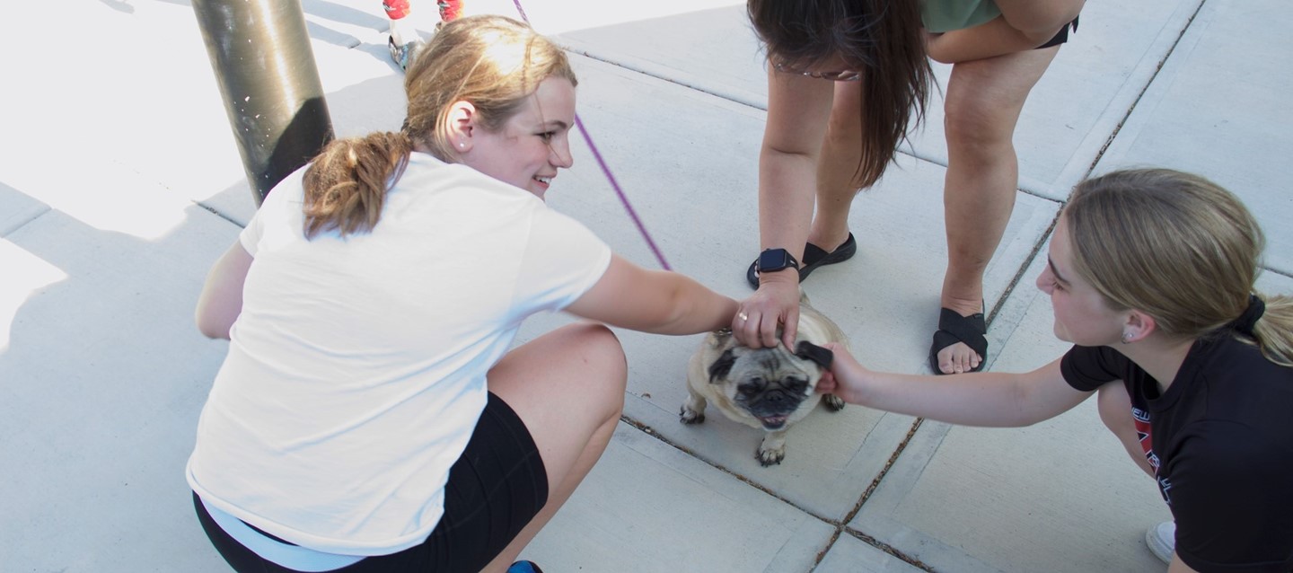 Henry gets petted