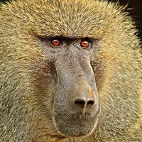 Baboon