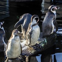 San Diego Zoo Penguin Cam