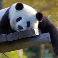 San Diego Zoo Panda Cam