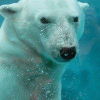 San Diego Zoo Polar Bear Cam