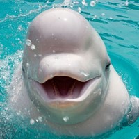 Georgia Aquarium Beluga Whale Cam