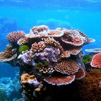 Monterey Aquarium Coral Reef Cam