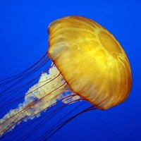 Monterey Aquarium Jellyfish Cam