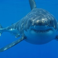 Monterey Aquarium Shark Cam