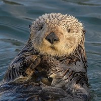 Monterey Aquarium Sea Otter Cam