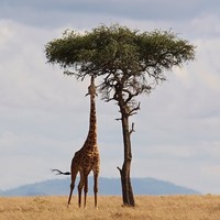 SD Safari Park Giraffe Cam