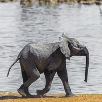 SD Safari Park Elephant Cam