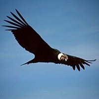 SD Safari Park Condor Cam