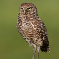 SD Safari Park Burrowing Owl Cam