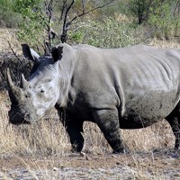 Houston Zoo  Rhino Cam