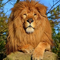Smithsonian Zoo Lion Cam