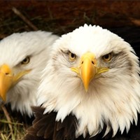 Big Bear Bald Eagle Live Nest camera